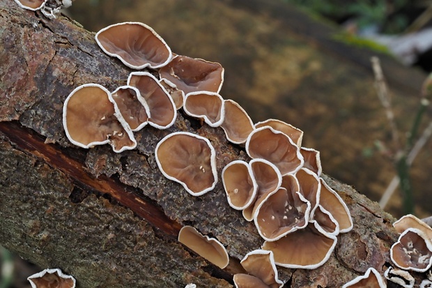 škľabka plstnatá Schizophyllum amplum (Lév.) Nakasone