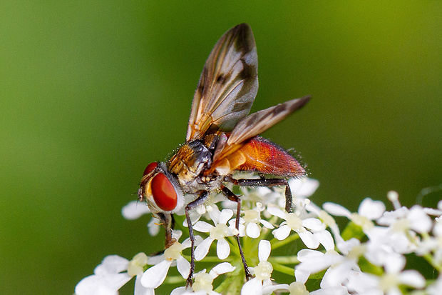 bystruša plochá Ectophasia crassipennis  (Fabricius, 1794)