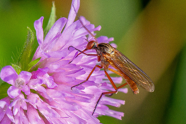 krúživka žltkastá Empis (Kritempis) livida Linnaeus, 1758)