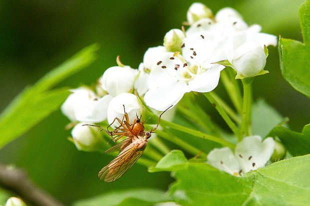 krúživka Empis (Xanthempis) digramma  Meigen, 1835