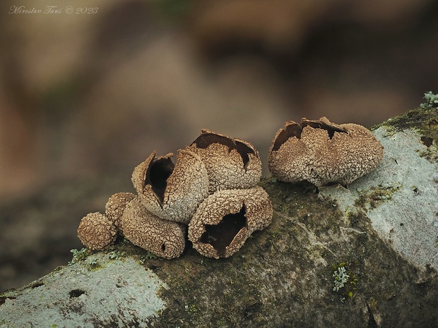 dutinovka otrubnatá Encoelia furfuracea (Roth) P. Karst.