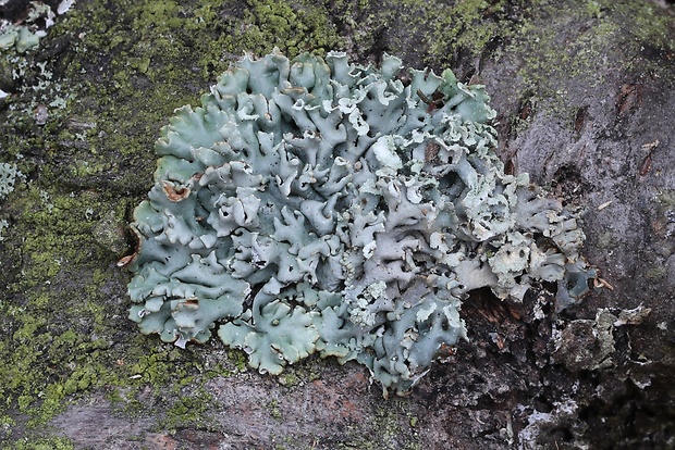 diskovka rúrkovitá Hypogymnia tubulosa (Schaer.) Hav.