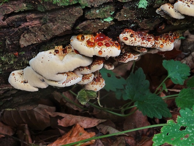 ryšavec lúčový Inonotus radiatus (Sowerby) P. Karst.