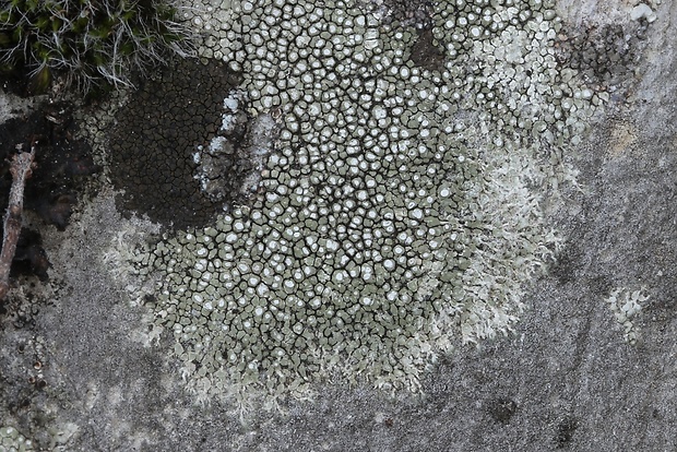 lekanora Lecanora sp.