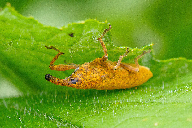 dlhánik Lixus pulverulentus