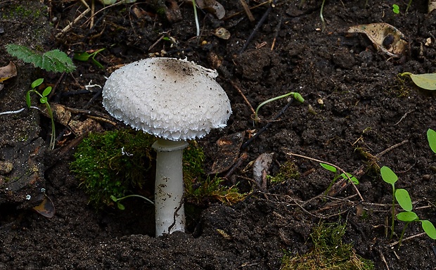 bedľa čipkovaná Macrolepiota excoriata (Schaeff.) Wasser