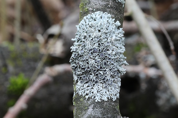 fyscia popolavá Physcia aipolia (Ehrh. ex Humb.) Fürnr.