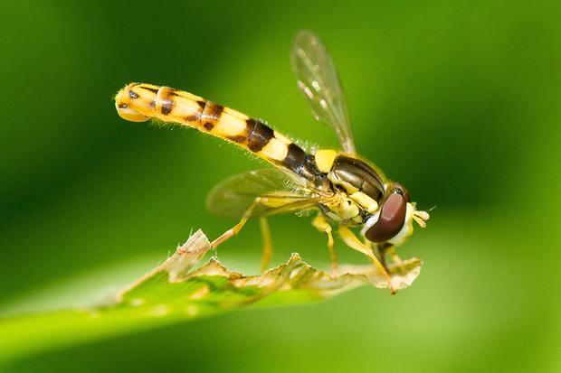 pestrica Sphaerophoria scripta  (Linnaeus, 1758)