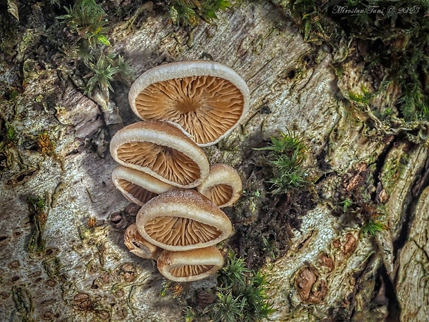 pňovka Tectella patellaris (Fr.) Murrill