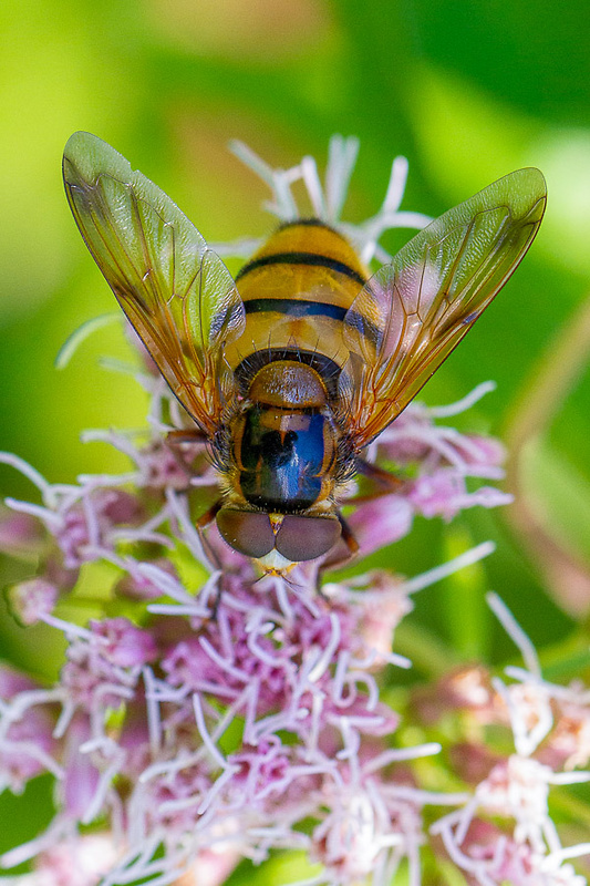 pestrica Volucella inanis  (Linnaeus, 1758)