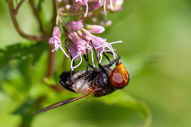 pestrica priesvitná Volucella pellucens (Linnaeus, 1758)