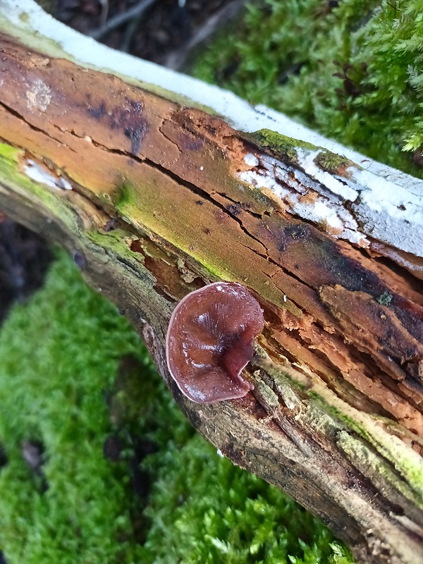 uchovec bazový Auricularia auricula-judae (Bull.) Quél.