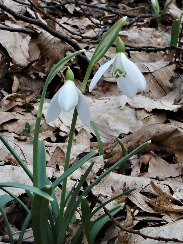 snežienka jarná Galanthus nivalis L.