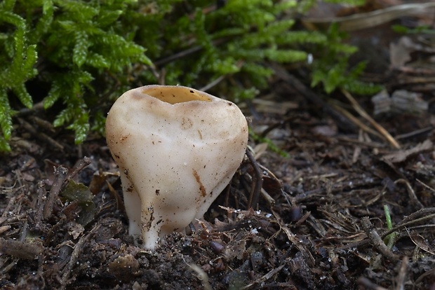 chriapač sosnový Helvella leucomelaena (Pers.) Nannf.