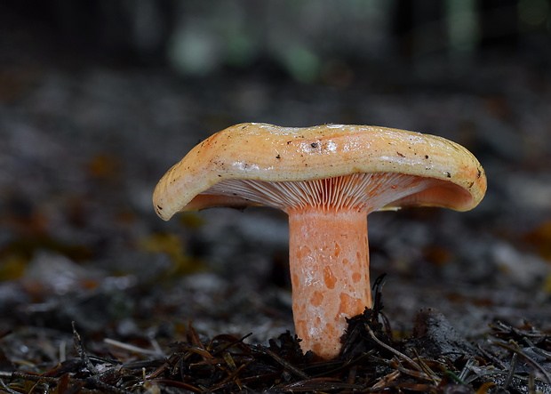 rýdzik jedľový Lactarius salmonicolor R. Heim & Leclair