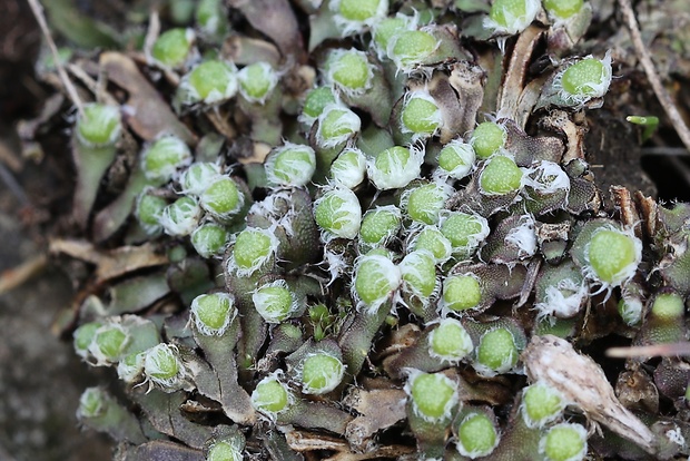 grimaldia  Mannia fragrans