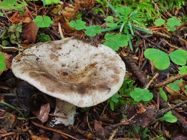 plávka čiernobiela Russula albonigra (Krombh.) Fr.