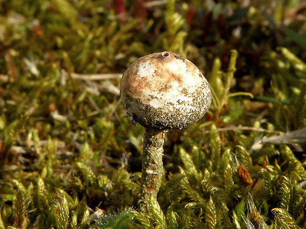 stopkovec zimný Tulostoma brumale Pers.