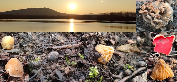 smrčkovec český + stará hliva a ohnivec Verpa bohemica (Krombh.) J. Schröt.