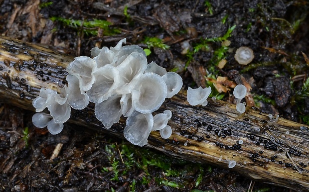 škľabôčka žihľavová Calyptella capula (Holmsk.) Quél.