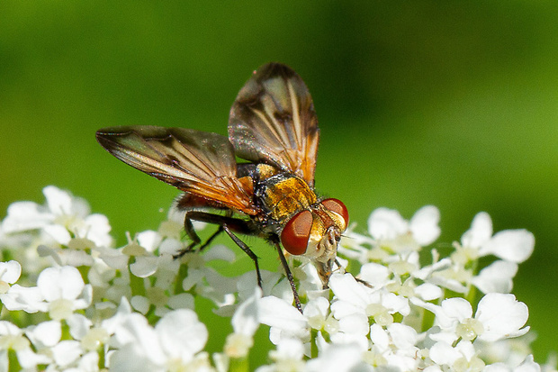 bystruša plochá Ectophasia crassipennis (Fabricius, 1794)