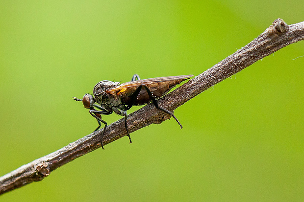 krúživka ♀ Empis (s.str.) nigripes Fabricius, 1794