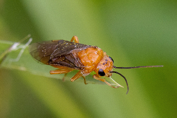 piliarka Hemichroa crocea (Geoffroy, 1785)