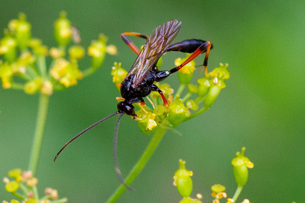 lumok Heteropelma megarthrum cf., Ichneumonidae, samec