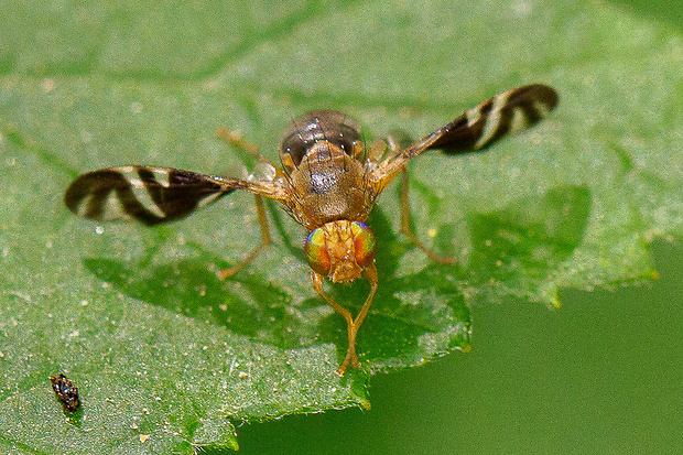 vrtivka Philophylla caesio Harrisd, 1776