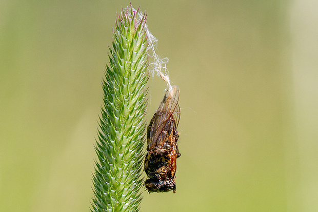 piliarka Tenthredinidae sp.