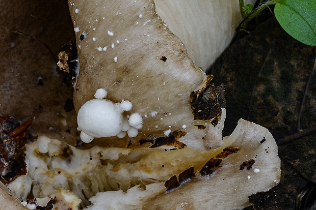 pošvovec cudzopasný Volvariella surrecta (Knapp) Singer