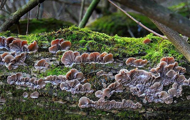 uchovka pásikavá Auricularia mesenterica (Dicks.) Pers.