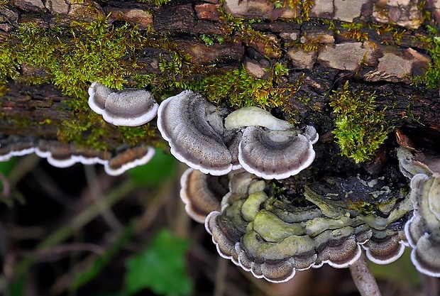 uchovka pásikavá Auricularia mesenterica (Dicks.) Pers.