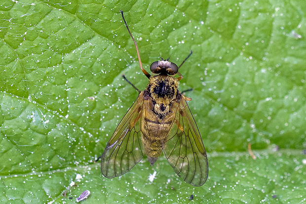 strehúň ♀ Chrysopilus helvolus  (Meigen, 1820)