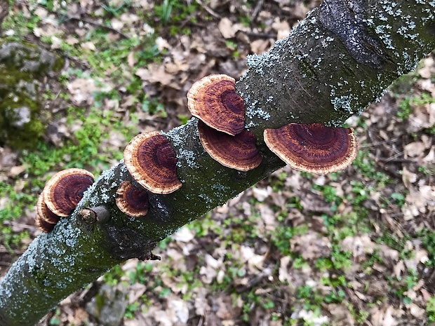 sieťkovček červenkastý Daedaleopsis confragosa (Bolton) J. Schröt.