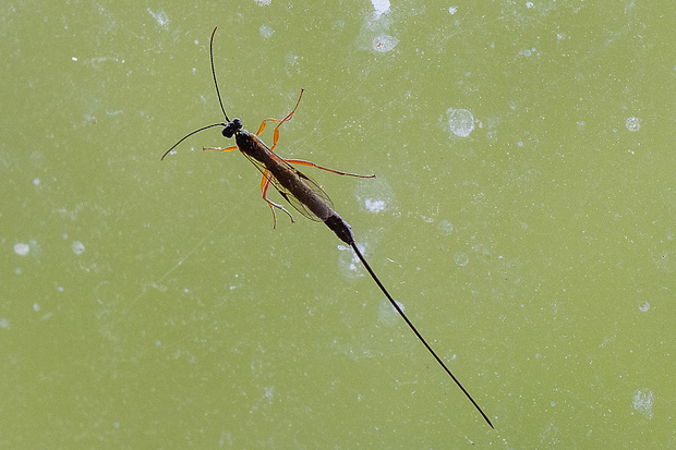 lumok Dolichomitus sp.