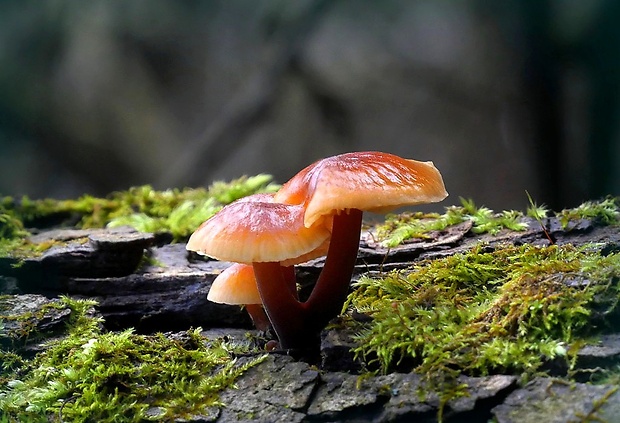 plamienka Flammulina sp.