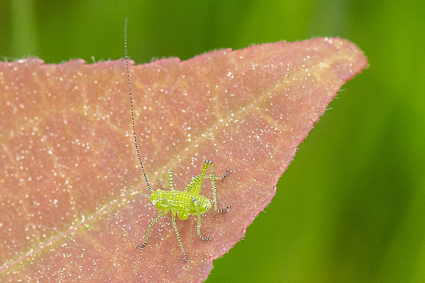 kobylka Leptophyes punctatissima  (Bosc, 1792)