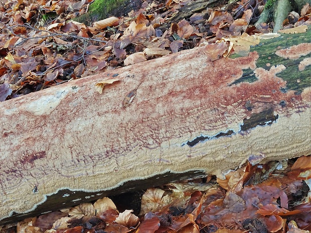 žilnačka pralesná Phlebia centrifuga P. Karst.