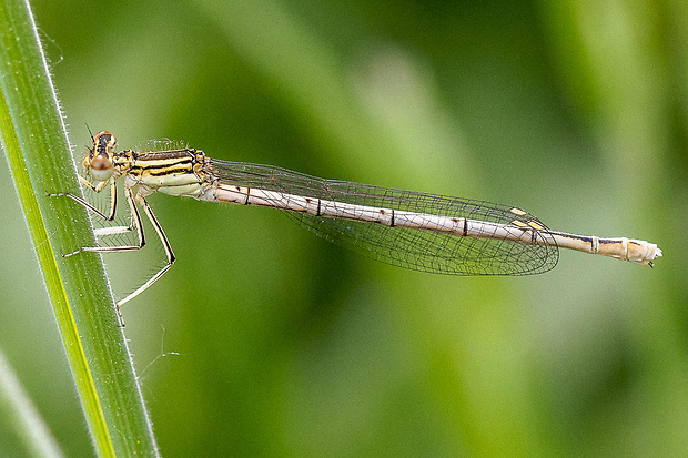 šidielko ploskonohé Platycnemis pennipes (Pallas, 1771)