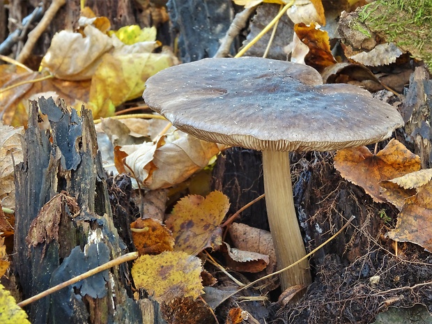 štítovka čiernolupeňová Pluteus atromarginatus (Konrad) Kühner