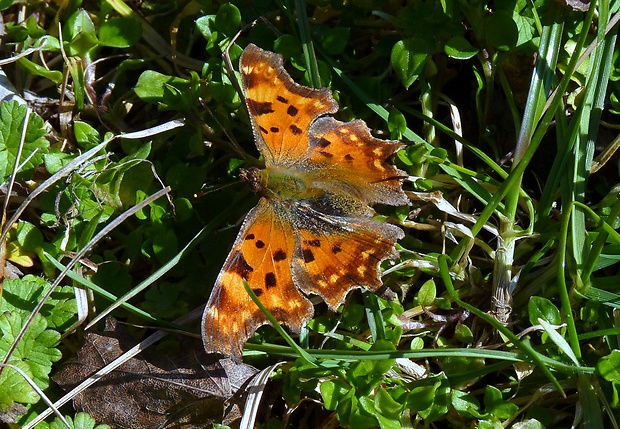 babôčka zubatokrídla Polygonia c-album