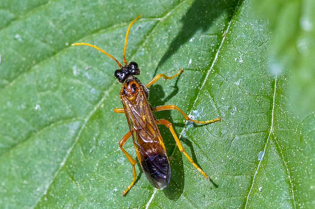 piliarka poľná Tenthredo campestris  Linnaeus, 1758