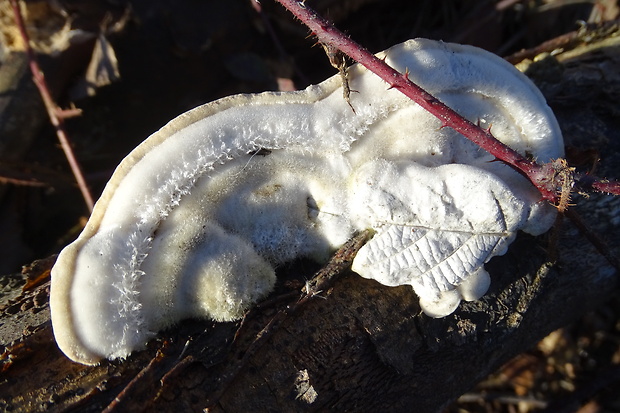 trúdnikovec chlpatý Trametes hirsuta (Wulfen) Lloyd