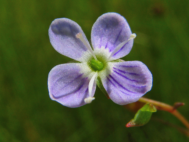 veronika štítovitá Veronica scutellata L.