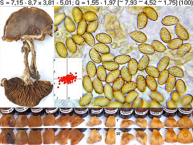 pavučinovec zvláštnohlúbikový Cortinarius armeniacus var. poecilopus (Rob. Henry) Consiglio, D. Antonini & M. Antonini