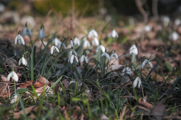 snežienka jarná Galanthus nivalis L.