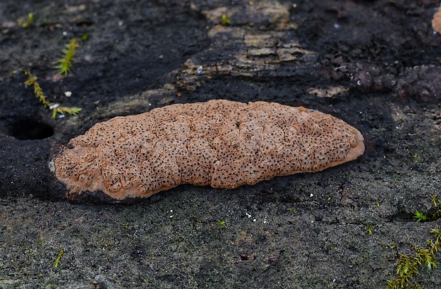 drevovček Hypoxylon sp. ?