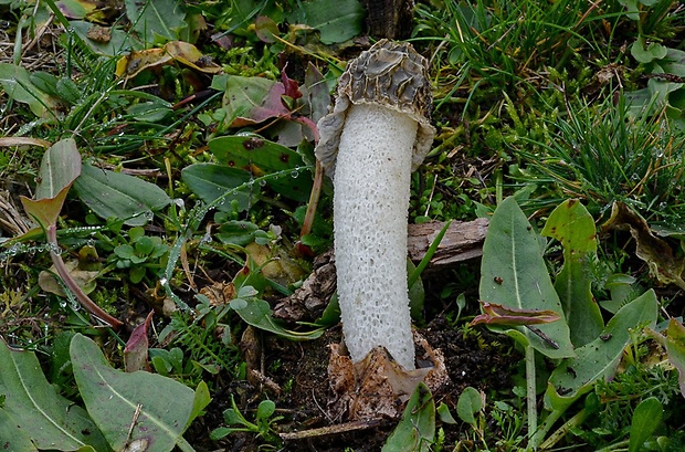 hadovka Hadriánova Phallus hadriani Vent.