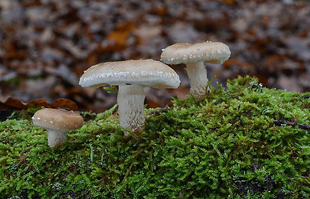 šupinovka hlinovookrová Pholiota lenta (Pers.) Singer